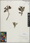 Foto von Salix myrsinifolia Salisb. x Salix phylicifolia L.